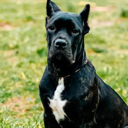 Cane Corso from Cane Corso Empire of Guardians