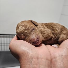 Purple - Red female Labradoodle puppy in Payson, Utah from Utah County Labradoodles