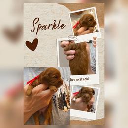 6th Pick - Red  female Goldendoodle puppy in Huntsville, Alabama from Falcon Ridge Doodles