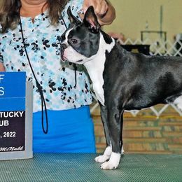 Rip - Boston Terrier