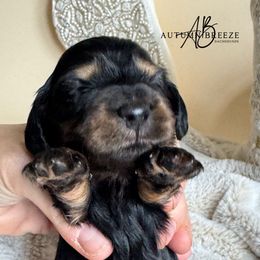 Halo - Black and tan female Dachshund puppy in Clever, Missouri from Autumn Breeze Dachshunds