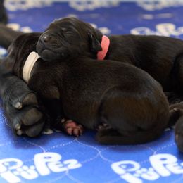 Labrador Retriever Puppies from King K9 Academy
