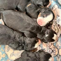 Boy 1 - Black rust and white male Bernese Mountain Dog puppy in Altura, Minnesota from Bluffside Berners