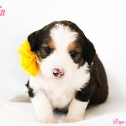 Muffin - Sable female Bernedoodle puppy in Diamond Bar, California from Furrytaildoodles