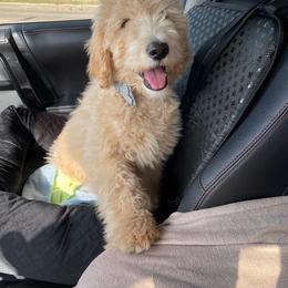 Goldendoodle Puppies from Rolling Acres Doodles and Poodles
