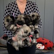 Keeshond Puppies from Windrift