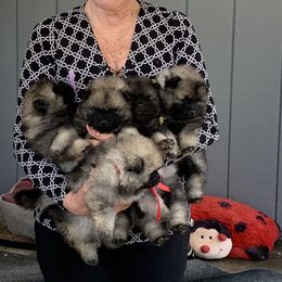 Keeshond Puppies from Windrift