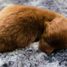 Pomeranians from One Moore Pom
