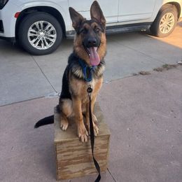 Female 1 - Bi-color female German Shepherd puppy in Osage, Minnesota from Catensrud