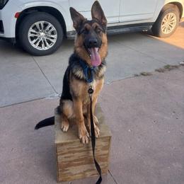 Female 1 - Bi-color female German Shepherd puppy in Osage, Minnesota from Catensrud