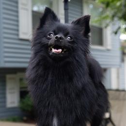 Betty - Pomeranian