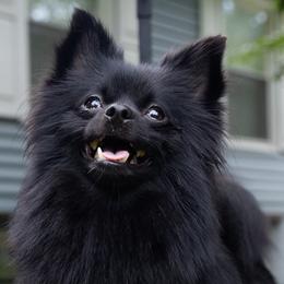 Betty - Pomeranian