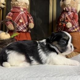 Boy 1 - Black and tan male Shih Tzu puppy in Bloomington, California from Horacio Basulto's Shih Tzu