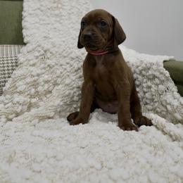 Hot Pink - Red female Redbone Coonhound puppy in Shreveport, Louisiana from BAFERD Kennels