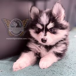 Chico - Black and white male Pomsky puppy in Greeley, Colorado from Monarch Pomskies | Northern Colorado