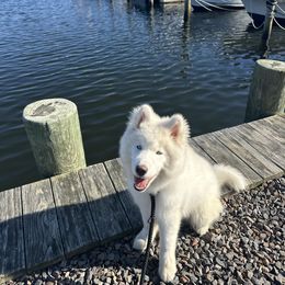 Nanook - Siberian Husky