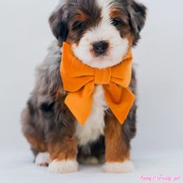 Luna - Blue merle female Aussiedoodle puppy in Diamond Bar, California from Furrytaildoodles
