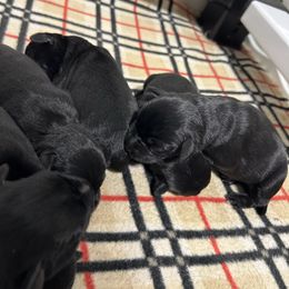 Maple - Black female Miniature Schnauzer puppy in Springfield, Tennessee from My Lovable Schnauzers