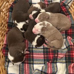 Border Collie puppies from Chappell Breeding