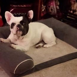 French Bulldogs from Frenchie Fort