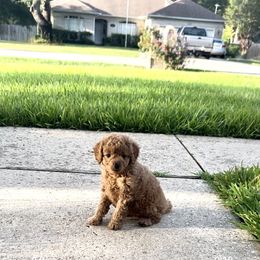 Boxer and Cavapoo Puppies from Acadian Kennels