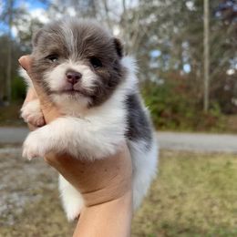 Blue lavender Parti Tri - Blue parti male Pomeranian puppy in Knoxville, Tennessee from Posh Parti Poms