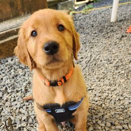 Golden Retriever Puppies from Soda Springs Kennel