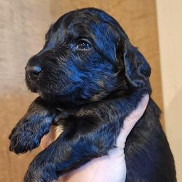 Lional Richie - Phantom male Bernedoodle puppy in Pollock Pines, California from Ten Acre Wood Doodles