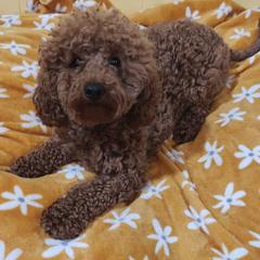 Topanga - Cavapoo