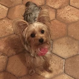 Coco - Yorkshire Terrier