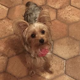 Coco - Yorkshire Terrier