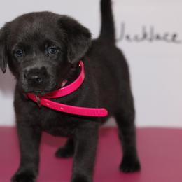 Necklace - Black female Labrador Retriever puppy in Morrilton, Arkansas from Ancient Dogges Performance Dogs