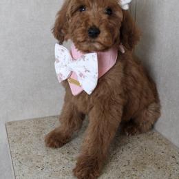 Carol - Red  female Goldendoodle puppy in Warsaw, Ohio from Lovabledoodles