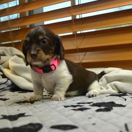 Buttercup - Chocolate and cream female Dachshund puppy in Pearland, Texas from Texas Dachshund Dreams