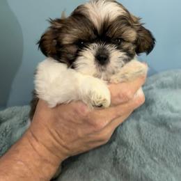 Cuddles - Tricolor male Shih Tzu puppy in Hawthorne, Florida from Simply Southern Shihtzus