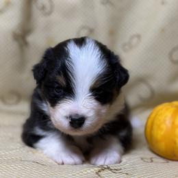 Girl 1 - Black tri-color female Australian Shepherd puppy in Spring Grove, Pennsylvania from Transcendence Australian Shepherds