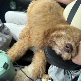 Saint Berdoodle Puppies from Badland St. Berdoodles LLC