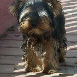 Little Man - Blue and gold male Yorkshire Terrier puppy in Baraga, Michigan from Ojibwa Yorkies