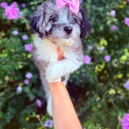 Aussiedoodle and Miniature Schnauzer Puppies from Southern Paws Kennels