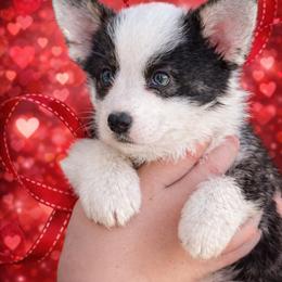 Nutmeg - Brindle and white female Cardigan Welsh Corgi puppy in Kerens, West Virginia from Leather & Lace