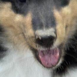 Collies from Hedge Haven Farm