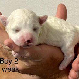 Bichon Frise Puppies from Sissy’s Heavenly Paws