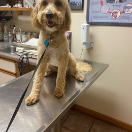Gypsy - Goldendoodle