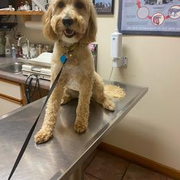 Gypsy - Goldendoodle