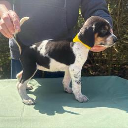 Piper - Blue ticked and tan female Bluetick Coonhound puppy in Mount Pleasant, Texas from Harmons Hounds