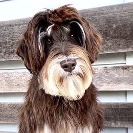 Fannie - Australian Labradoodle