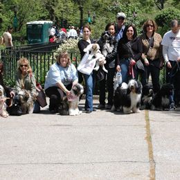 Tibetan Terrier All Grown Up from Kham Ra Tibetan Terriers