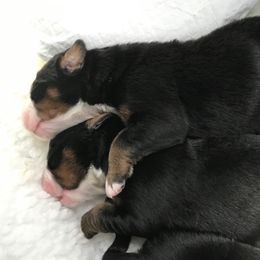 Bernese Mountain Dog Puppies from Locust Hill Berners