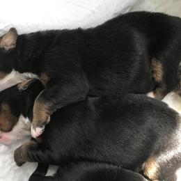 Bernese Mountain Dog Puppies from Locust Hill Berners