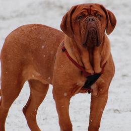 Candy - Dogue de Bordeaux